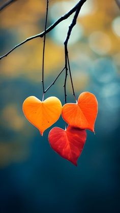 two heart shaped leaves hanging from a tree branch