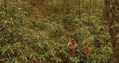 two people standing in the middle of a forest with lots of green leaves on them