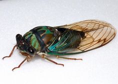 a green and black insect sitting on top of a white surface