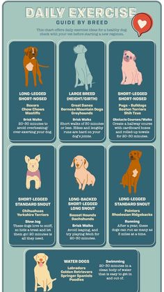 an info sheet with different types of dogs