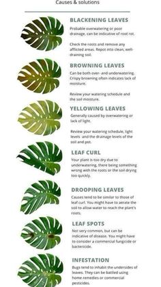 a poster with some green leaves and instructions on how to care for the houseplant