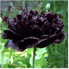 a large dark purple flower in the middle of some green grass and flowers behind it