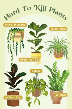 a poster showing different types of house plants