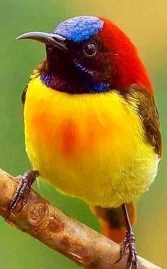 a colorful bird sitting on top of a tree branch