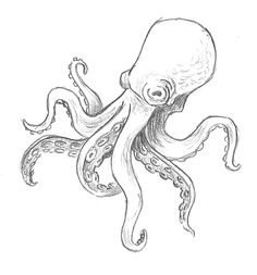 an octopus drawn in pencil on paper