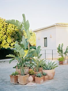 several potted plants in front of a house