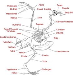 an image of the parts of a bird