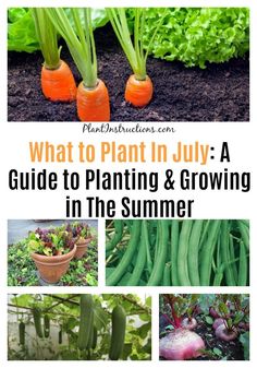 what to plant in july a guide to planting and growing in the summer