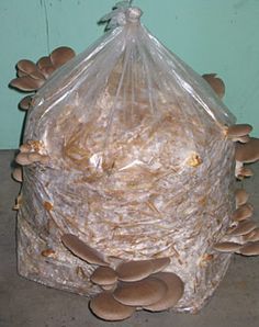 mushrooms in a plastic bag on top of a wooden table