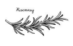 rosemary hand drawn illustration on white background