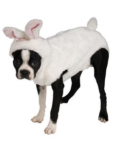 a black and white dog dressed up as a bunny with ears on it's head