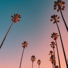 palm trees are silhouetted against the blue sky at sunset in los angeles, california