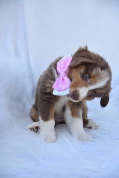 a brown and white puppy with a pink bow on it's head