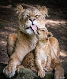 two young lions playing with each other on a rock