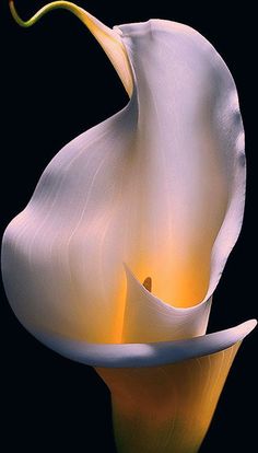 Background Desktop, Flowers Shop, Favorite Flower, Looking For Something, Best Picture, Backgrounds Desktop, Calla Lily, Flower Designs, To Tell