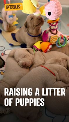 Raising a litter of puppies Puppy Crate Training, Dog Mom Quotes, Puppy Stages, Litter Of Puppies, Crate Training Puppy