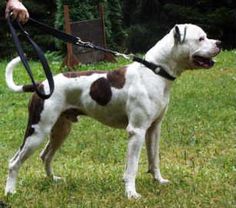 a brown and white dog standing on top of a lush green field