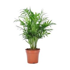 a potted plant with green leaves on a white background