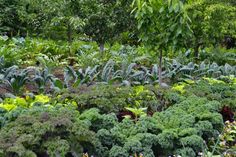 many different types of trees and plants in the woods with people walking by them on a path