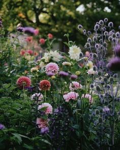 a garden filled with lots of purple and white flowers