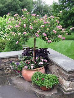 a potted plant sitting on top of a stone wall next to a flower bed