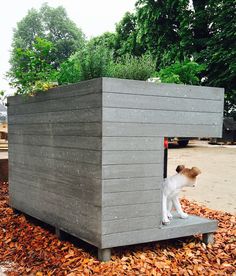 a dog is sitting in the corner of a building with plants growing out of it