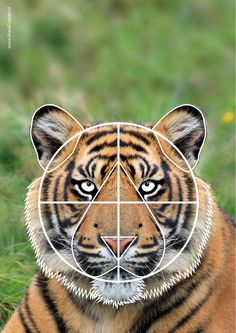 a tiger's face is shown with four squares in the middle