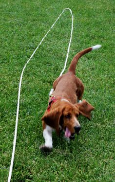 a brown and white dog walking across a lush green field