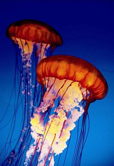 two jellyfish swimming in the ocean with blue sky behind them and one is orange