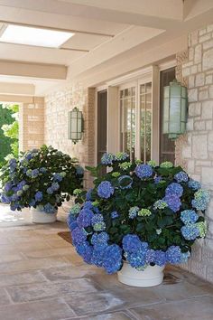 two potted blue flowers sitting on top of a stone floor next to each other