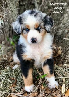 a puppy sitting in the grass next to a tree