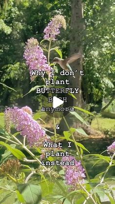 purple flowers with the words, why i don't plant butterfly butterflies anymore? and what i want instead