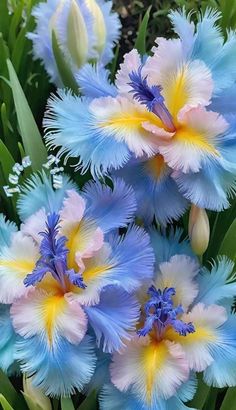 blue and yellow flowers with green leaves in the background