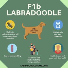 a brown dog with the words f2 labradoodle on it