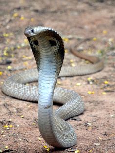 a snake with its mouth open and it's head in the middle of the ground