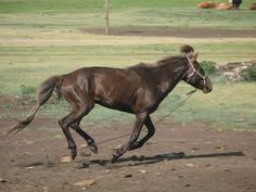 a brown horse running across a dirt field