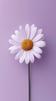 a single white daisy with yellow center on a purple background in front of a light purple wall