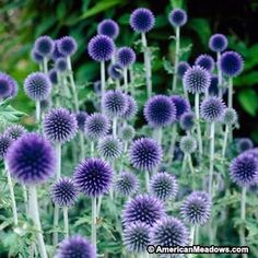 purple flowers with green leaves in the background