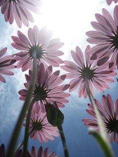 pink daisies in front of the sun on a sunny day