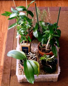 there are many plants that are in the potted planter on the floor next to each other