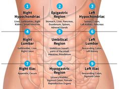 the human body is divided into eight sections, with labels on each side showing different organs