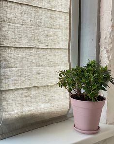 a potted plant sitting on top of a window sill