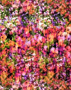 an image of colorful flowers that are in the grass and pink, purple, orange and white colors