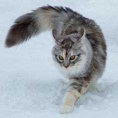 a grey and white cat running through the snow