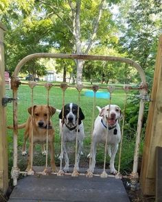 three dogs are standing in front of a gate