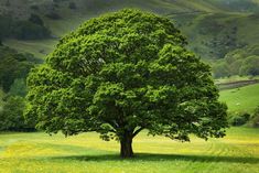 a large green tree sitting in the middle of a lush green field