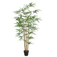 a tall bamboo plant in a black pot