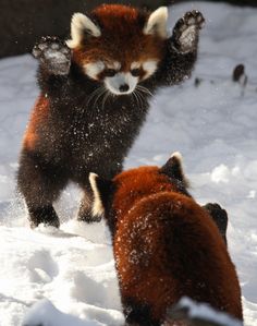 two red pandas playing in the snow