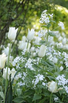 some white flowers are growing in the grass