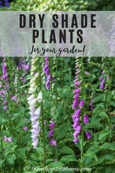 purple and white flowers with text overlay that says dry shade plants for your garden